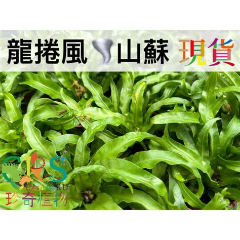 鹿角山蘇風水|鹿角山蘇風水 :: 台灣動植物生態百科